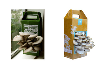 Before and after: Back to the Roots old packaging (left) has inconsistent fonts and messaging, and the confusing abbreviation BTTR; new packaging (right) stand outs on shelves and reflects the eco-friendly nature of the company. (Photo courtesy of Back to the Roots)
