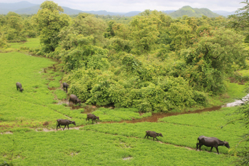 The hills behind the Mangaon School where several of the students once lived.