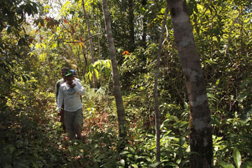 Donatus walking through the pilot project forest.