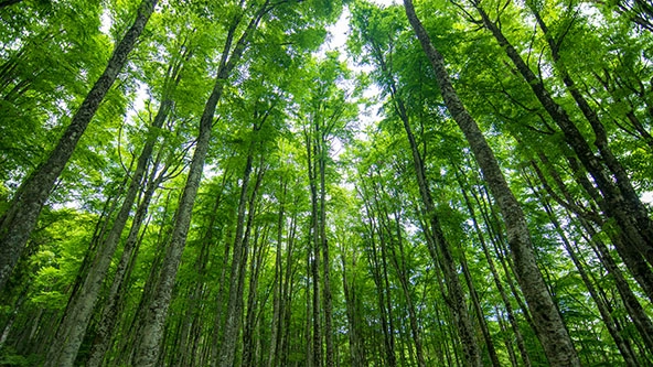 forest