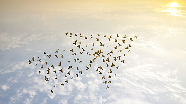 birds flying in the sky in an arrow formation