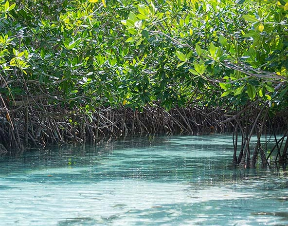 mangrove forest
