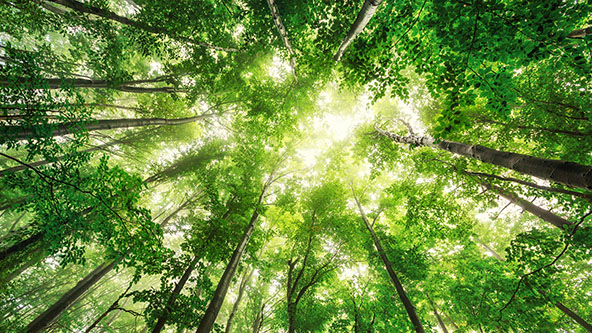 Looking up through treetops and sun rays