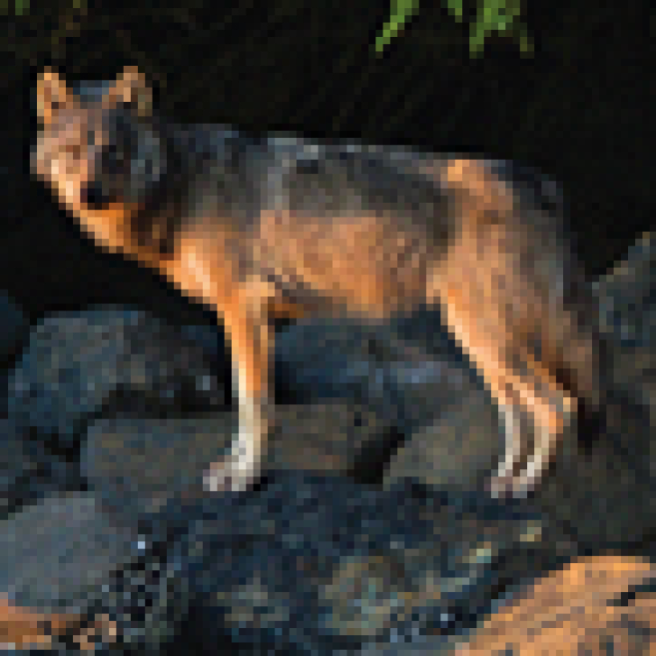 wolf