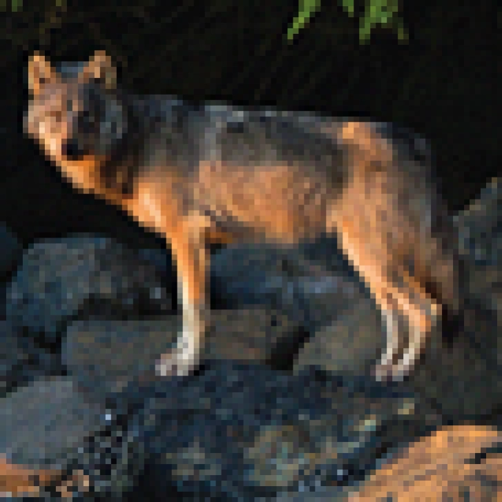 wolf