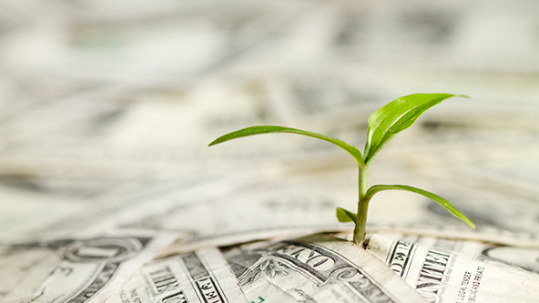 A seedling growing out of dollar bills