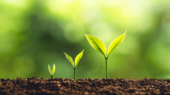 A tree seedling at three stages of growth
