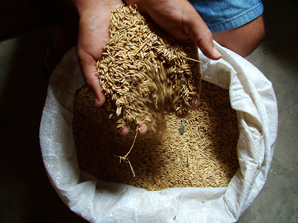 Hands holding rice above a large bag of rice