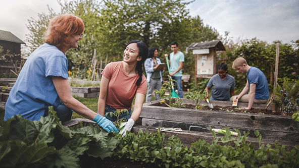 Photo of a group of people working together in a community garden.