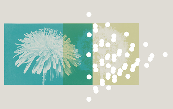 dandelion flower and seeds