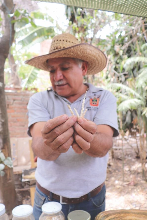 a farmer holds up a sample of corn crop