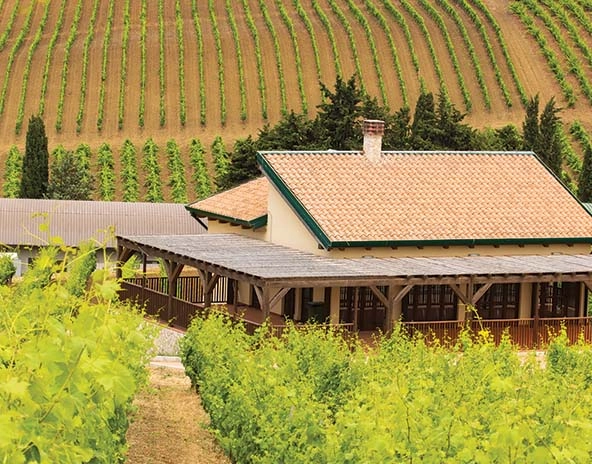 Fields of a vineyard.
