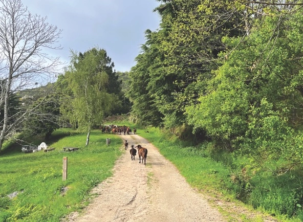 goats on a rural dirt road