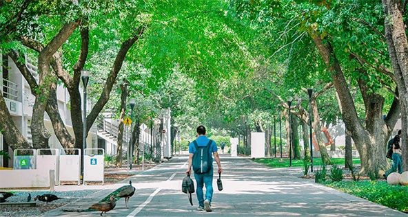 student walking on tree-lined sidewalk
