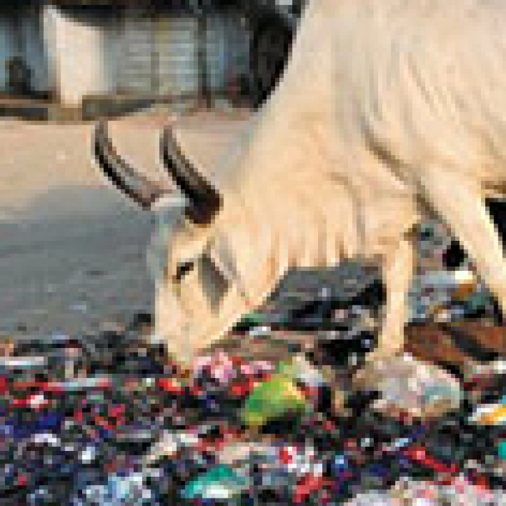 cow_India_design