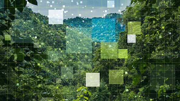 scene of treetops overlaid with grid and colored squares